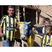 FANATİK FENERLİ İNEĞİNİ SARI LACİVERT E BOYADI